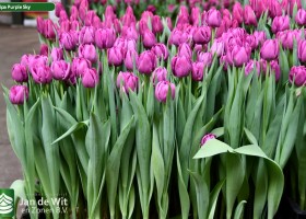 Tulipa Purple Sky ® (1)